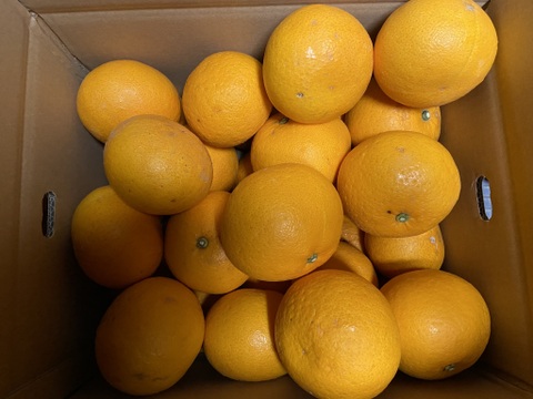 さわやかな甘酸っぱさとほろ苦さ。【精品】サンフルーツ（５ｋｇ）サンプル糖度１２度