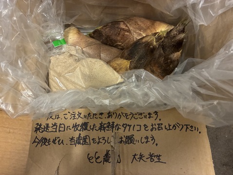 旬真っ盛り！生たけのこ1.5kg　( 2〜5本入) 収穫当日発送！採れたてをお届け！