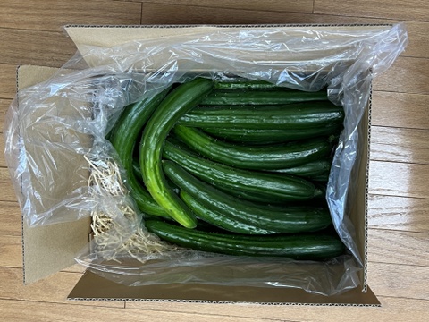 生でそのままガブリ！旨味にこだわった極旨秩父きゅうり良選【特別栽培、約５Kg】