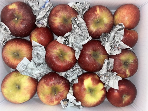 まるせい果樹園のべにこはく　3㌔　訳あり　自家用　家庭用　商品ＩＤ　Ｅ17