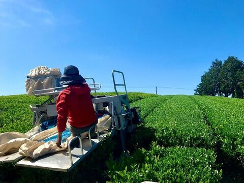 【新茶2025】五日摘み 新茶限定パッケージ♪　深蒸し煎茶 茶葉 2025 静岡茶 春の新茶 2025年産  お茶 緑茶 一番茶  新茶   日本茶 リーフ  深むし茶