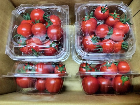 完熟ミニトマト　1.5ｋｇ★　パチャママ農園