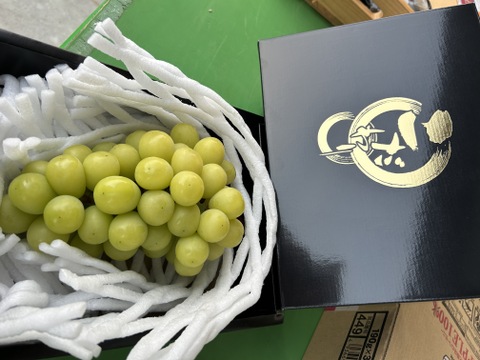 まるせい果樹園のぶどう　ぶどう　おまかせ化粧(1～2房)　　1ｋ箱　化粧箱　自家用　贈答用　ob9