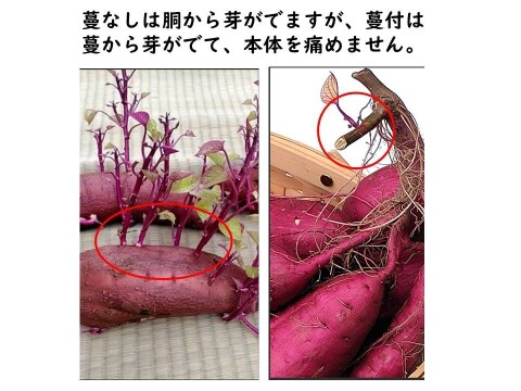 掘りたて　蔓つき紅はるか　飾って楽しみ、甘くなったら焼き芋に　 4.5kg