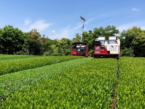 《メール便・3袋セット》どうまい緑茶