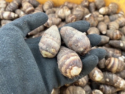 ほくほく海老芋／孫（きぬかつぎ用）【静岡県磐田市産】1kgセット