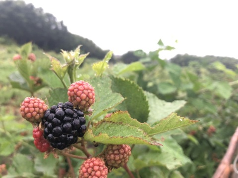 ワインのような深み！大人のブラックベリー｜収穫当日に冷凍 (1kg)