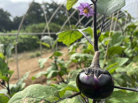 【朝採れ】秋なすとバジルの詰め合わせ5種【2-3人分】