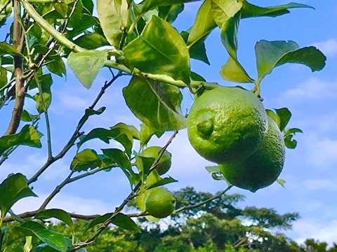 ハンドメイド『レモンマーマレード』【無添加・白砂糖不使用】200cc