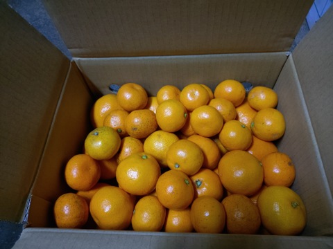 【もっとリーズナブルに】EG農園のおいしい有田みかん 5キロ箱 和歌山県 有田 みかん 2S~3Lサイズ　家庭用キズあり