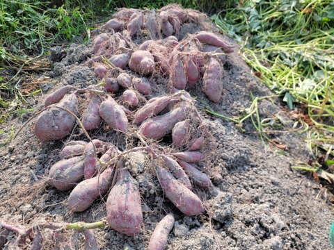 麦芽で育ったホクホクさつま芋『金時』中サイズ約1キロ熟成済み
