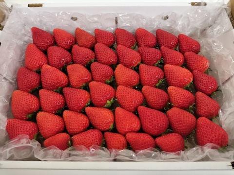 完熟よつぼし☆（ご家庭用・1箱約１キロ）大箱