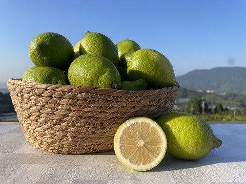 【数量限定】お試しサイズ、グリーンリスボン　1.5キロ