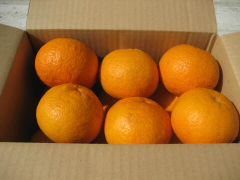 ※はる様専用※　瀬戸内よりお届け！愛媛県産ビーツ（デトロイトダークレッド）３㎏【約６個・サイズ混合・ご家庭用】葉っぱもお届けします！＋甘夏みかん 3㎏詰合せ【約10～15個・サイズ混合・ご家庭用】