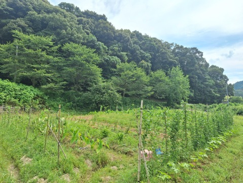 『自然農』旬のお野菜セット
(オクラ三種盛をメインにしたセットです😊)