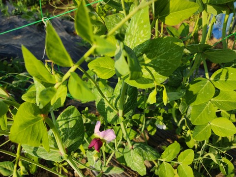✨今だけの春の味！高菜の花芽約300g＆絹さやエンドウ約80gセット｜旬のほろ苦さと甘み｜農薬・化成肥料不使用✨