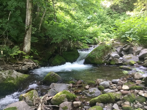 北海道産！食べ応え抜群！大粒！1000g