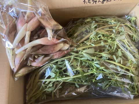限定1セット！山形の夏の伝統野菜スベリヒユ（ひょう）500g（250g2袋）とみょうが500g