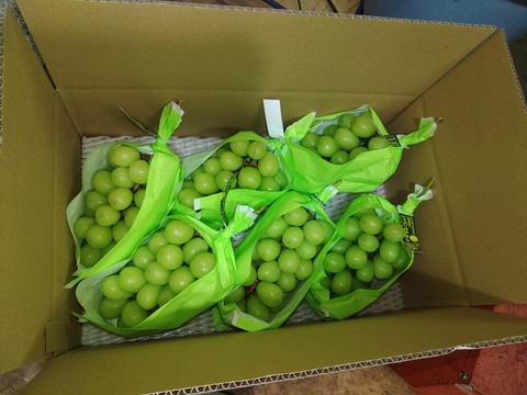 🍇朝採り🍇　訳あり‼️　1房500g超えの果汁たっぷり完熟前のシャインマスカット(家庭用4kg・6～7房)