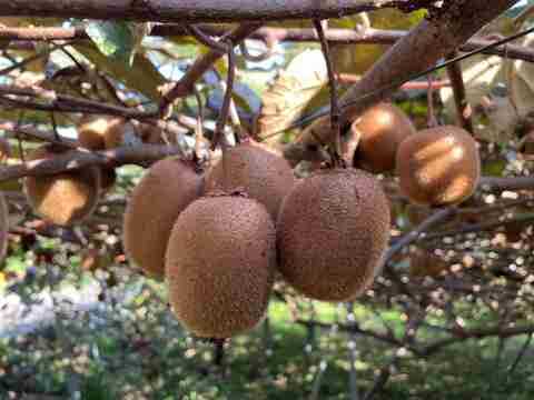 農薬・化学肥料不使用、　熟成で甘みが乗ってきたグリーンキウイS～Ｌサイズ２ｋｇ