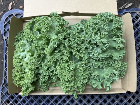 【鹿児島産】甘塩カリーノケール箱込み200g^_^