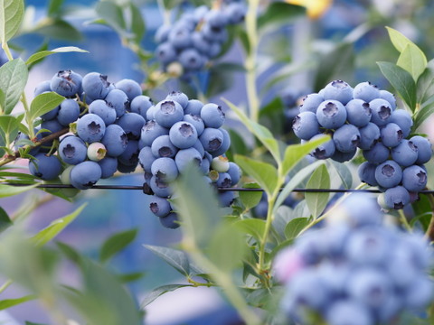 冷凍★きらぼしべりぃ★500gお得スタンドパック【冬ギフト】