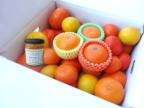 【福袋】最新品種多数！史上最大のみかん食べ比べ＆生ジャム！この１箱でみかんをまるごと楽しめる！「旬のこだわり柑橘食べ比べ玉手箱-虹色-」　ご家庭用　ジャム付　約３kg入　【商品番号2002jam】