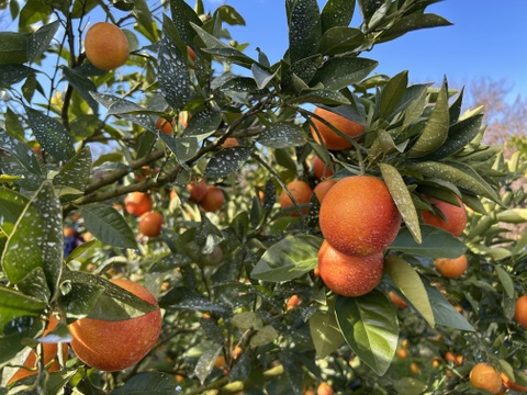 【訳あり】ブラッドオレンジ　モロ　3kg