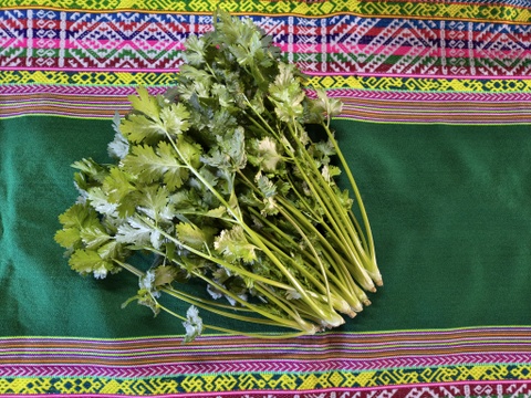 香りが違う！採れたて新鮮パクチー🌿５００ｇ｜エスニック料理に｜パチャママ農園　Fresh Pakuchi (Cilantro / Coriander)