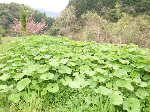 旬の山菜！山あいの『水ふき』500g