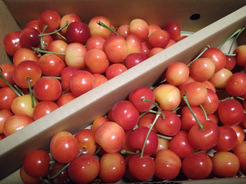 【予約早割】山形県産 佐藤錦 1kg 秀品 2L～L玉混合 大粒 さくらんぼ バラ詰 1キロ