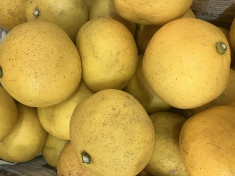 紅八朔5Kg&文旦5Kg◆農薬不使用