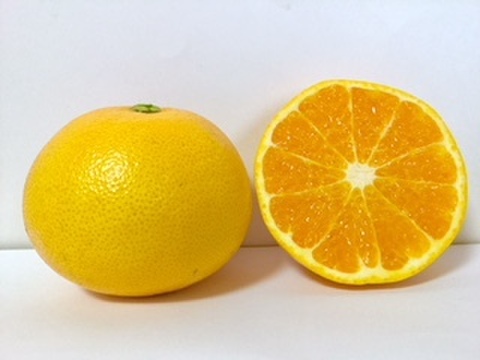 ゴリゴリ食感が美味しい！春峰（しゅんぽう）3.5kg