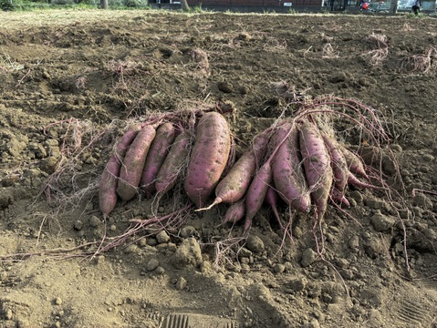 しっとり系さつまいも！舌触り滑らかなシルクスイート(箱含めて5kg)