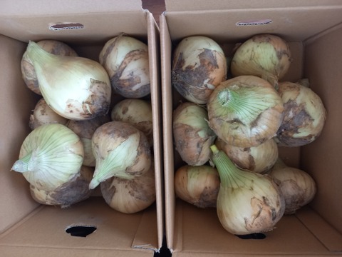 糖度９〜10度！! 甘い！！　淡路島スイートオニオン たまねぎ(5キロ)