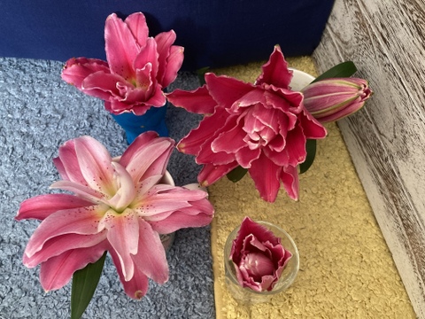 <One Lily ワンリリー>百合生花5個八重ジュリア濃いピンク