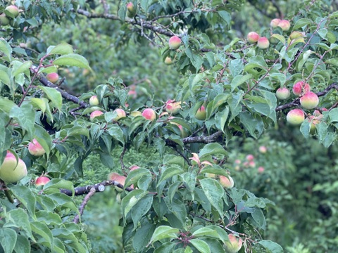 とにかく安く買いたいに！大きな傷あり紀州南高梅 青梅 【2kg】