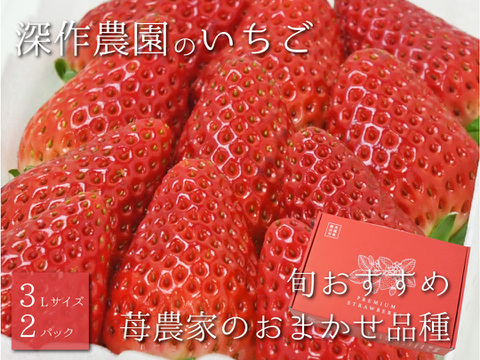 茨城いちごグランプリ3年連続受賞！　いちご農家おすすめの旬のいちご【3L×2パック】　オリジナルブランド いちご（苺・イチゴ）