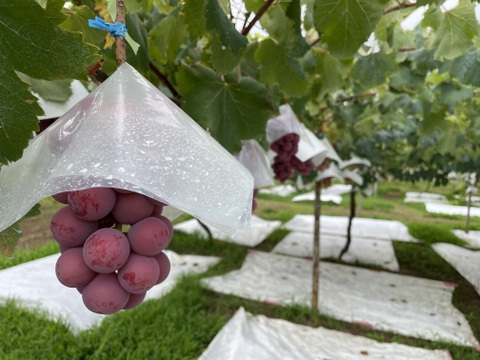 レア品種！クイーンニーナの切り落とし2パック