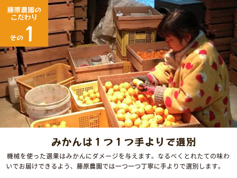 蔵出しみかん丹生系5kg｜和歌山県海南市下津町産。晩生みかんの最高級品種