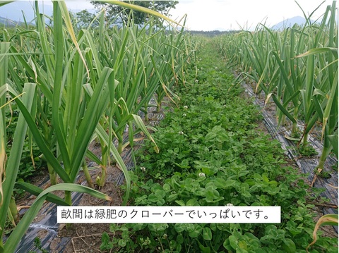 信州白馬村で育った【にんにく】（福地ホワイト６片）　1㎏