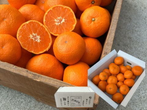 濃甘っ！黄金熟成で晩生品種のみかん本来の甘さや旨さを最大限に！食べるみかんジュース！これぞ！まさにトップ・オブ・ザ・みかん！超熟みかん「熟太郎（じゅくたろう）」　お試し品　サイズ混合　３kg【817】