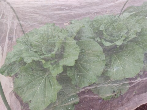 ✨農薬・化成肥料不使用の新鮮白菜「魂の白菜」約4㎏✨