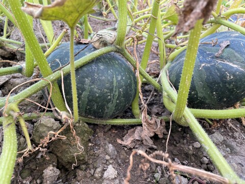 北海道産　農薬不使用かぼちゃ 【グラッセ】 　 5kg