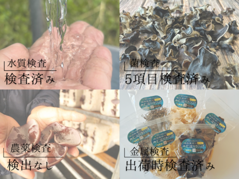 【仁淀川きくらげの魅力を伝える大袋】高知県産仁淀川きくらげ(ホールタイプ100g×3Pセット) ※戻し方、参考料理の冊子付き Niyodogawa Kikurage