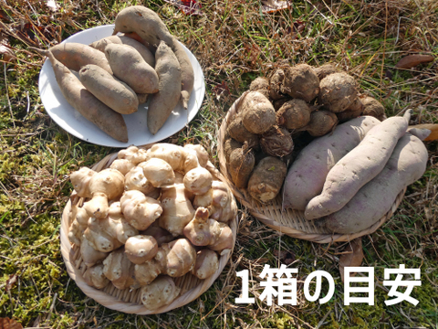 冬の芋類４種バラエティセット（4kg）さつまいも・里芋・菊芋・ヤーコン