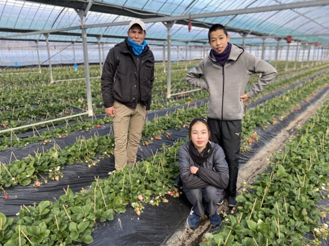 春はまほろば🍓やうやう朱くなりゆく勾玉 おいCベリー200g×8パック【小粒1.6㎏】