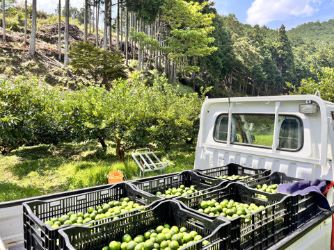 【神山町産 有機すだち】　有機JAS    ”傷有り,色薄"