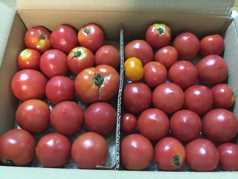 【はねだしでお得】大好評!!中玉トマト(3.5㎏)