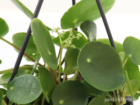 ハンギングタイプ！観葉植物 ピレア ペペロミオイデス 10.5cm吊り鉢 (204076)